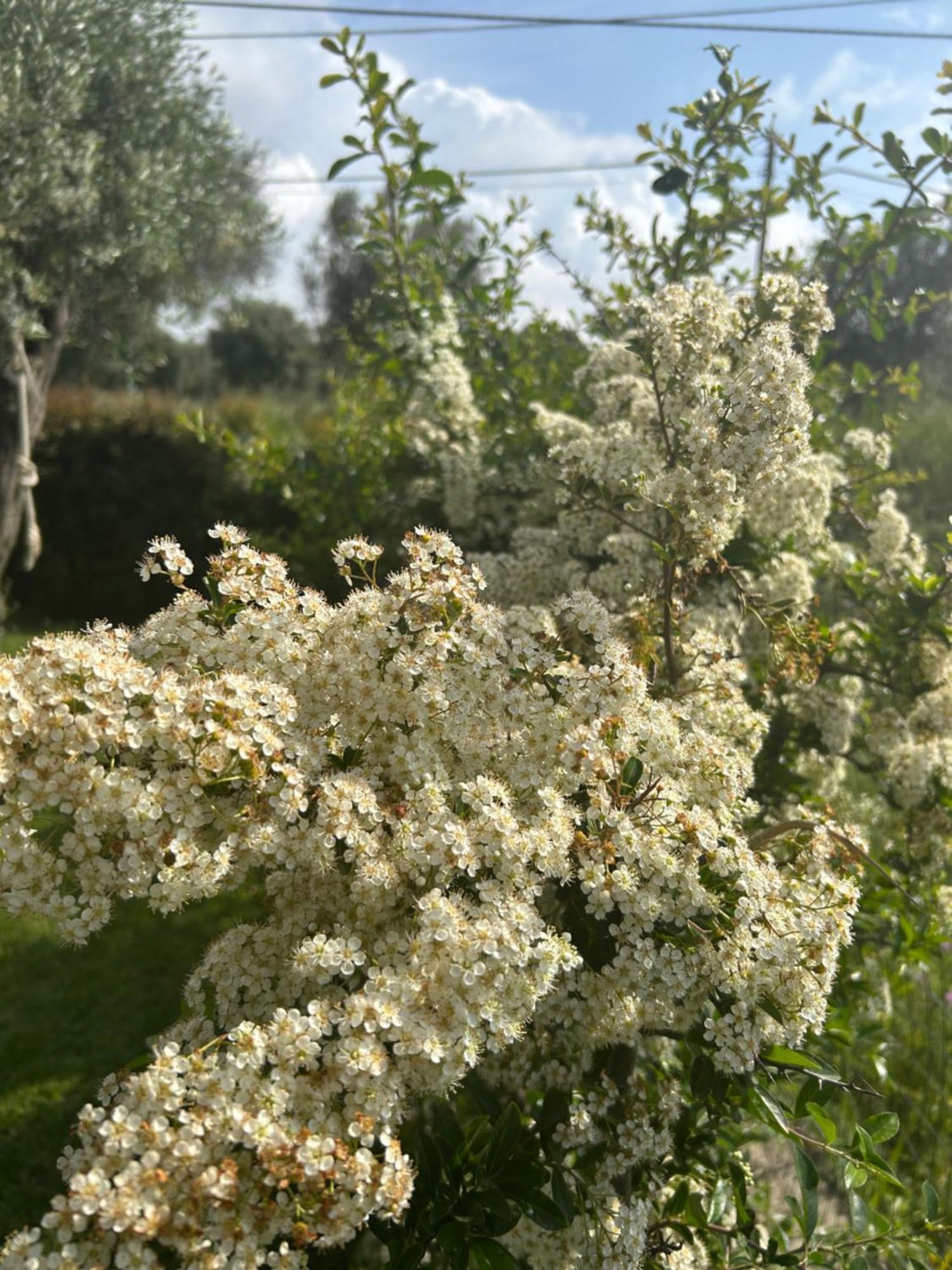 Alto Giardino Lejlighed Zambrone Eksteriør billede