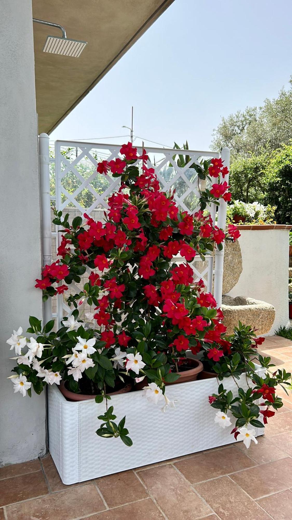 Alto Giardino Lejlighed Zambrone Eksteriør billede